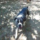 A black and white dog is standing in the dirt.