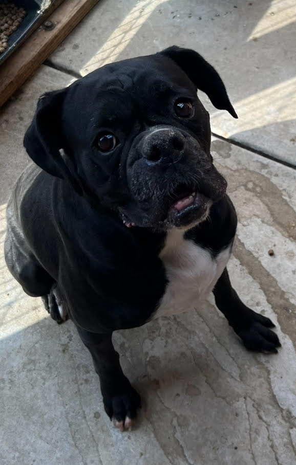 Black dog with white chest sitting on pavement looking up.