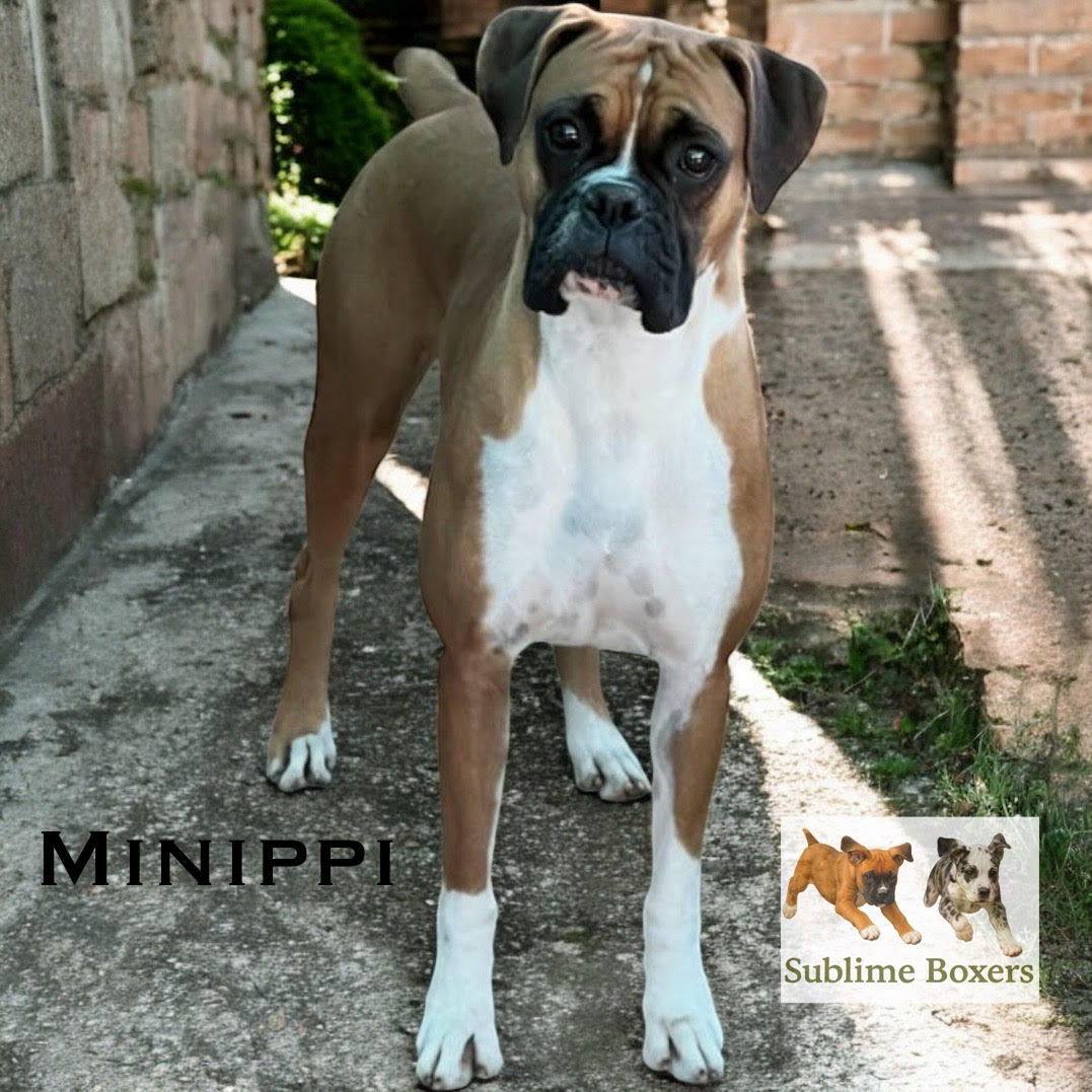 A brown and white Boxer dog stands alert on a stone path beside a wall.