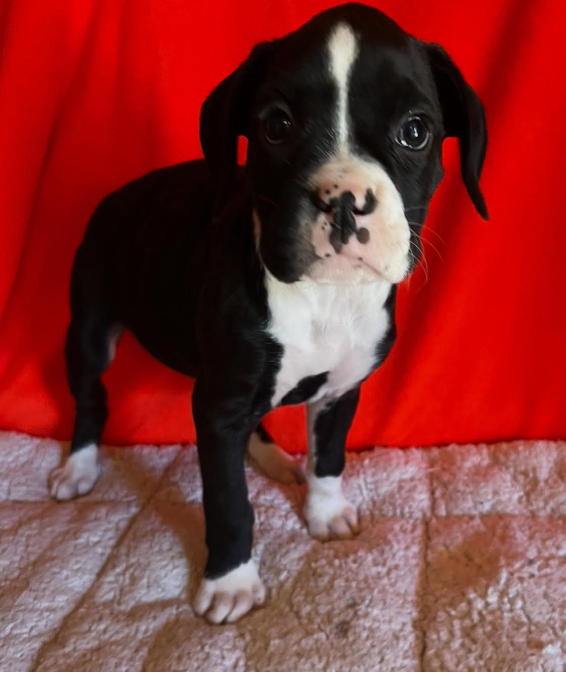 Brindle and white dog standing outdoors, looking curiously.