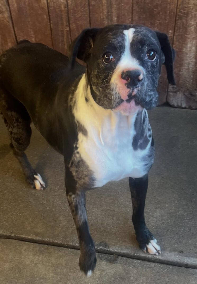 A tiny brown puppy lying on a soft blanket.